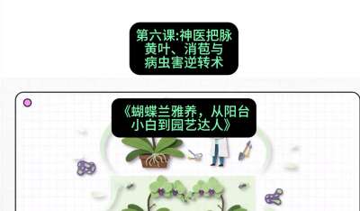 第六节：神医把脉：黄叶、消苞与病虫害逆转术，课程：《蝴蝶兰雅养六讲：从阳台小白到园艺达人》#识农AI