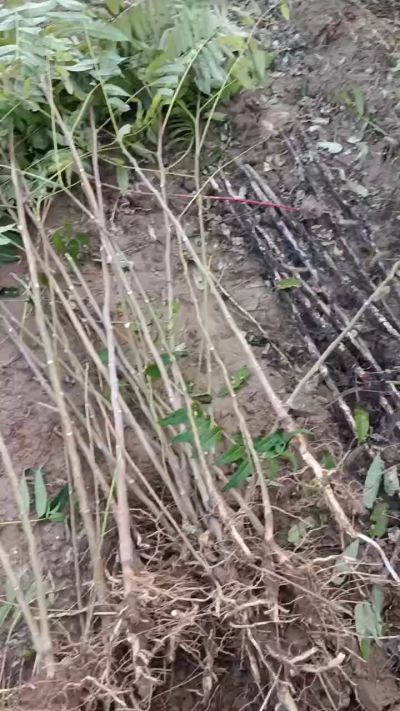 出售臭椿苗，巨峰葡萄苗。药用连翘苗，科研五号优质种苗，2/5年苗，药用连翘树，挂果树，全国包邮到家！财富密码18534302961