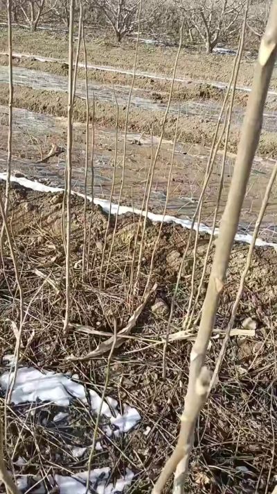 出售臭椿苗，巨峰葡萄苗。药用连翘苗，科研五号优质种苗，2/5年苗，药用连翘树，挂果树，全国包邮到家！财富密码18534302961