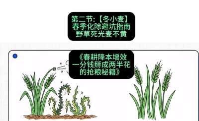 第二节：【冬小麦】春季化除避坑指南，野草死光麦不黄