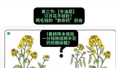 第三节：【冬油菜】只开花不结籽？两毛钱的&ldquo;救命药&rdquo;别省
