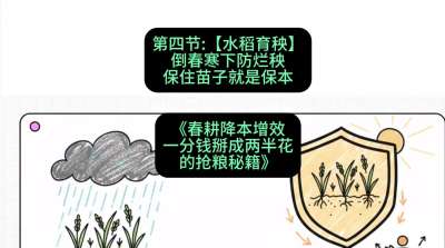 第四节：【水稻育秧】倒春寒下防烂秧，保住苗子就是保本