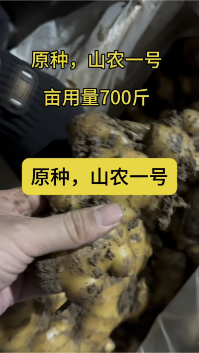 原种，山农一号