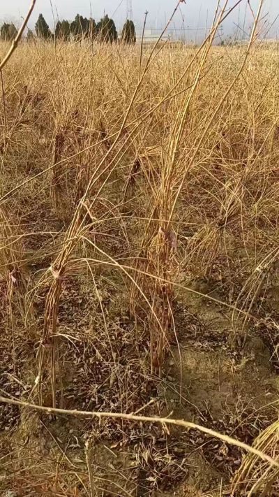 出售药用连翘苗，科研五号优质种苗，2/5年苗，药用连翘树，挂果树，全国包邮到家！财富密码18534302961出售药用连翘苗，科研五号优质种苗，2/5年苗，药用连翘树，挂果树，全国包邮到家！财富密码1