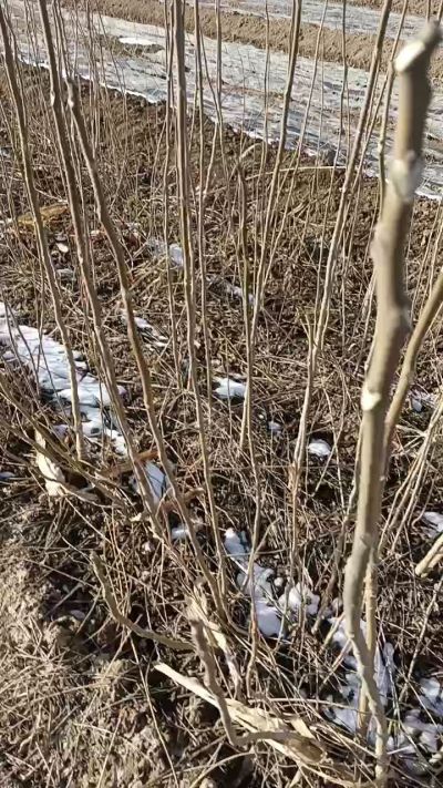 出售臭椿苗，巨峰葡萄苗。药用连翘苗，科研五号优质种苗，2/5年苗，药用连翘树，挂果树，全国包邮到家！财富密码18534302961