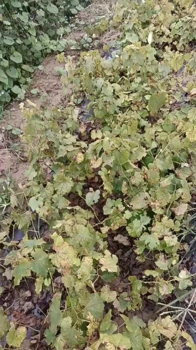 出售巨峰葡萄苗。药用连翘苗，科研五号优质种苗，2/5年苗，药用连翘树，挂果树，全国包邮到家！财富密码18534302961