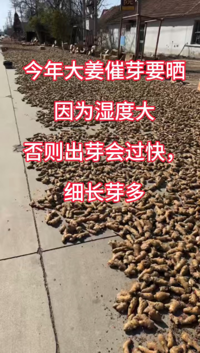 今年大姜催芽要晒种！