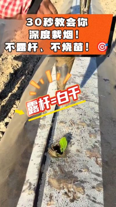 这个栽法太关键了！深栽是烤烟成活的根本，亲测有效！