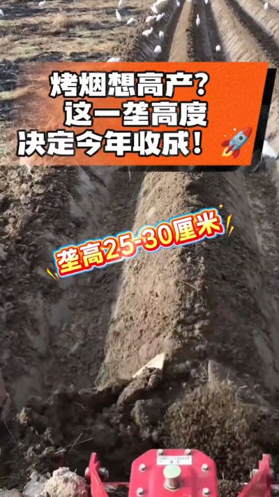 想让烤烟高产，就得从细节抓起。分享一点实打实的干货，只为帮大家少走弯路，种出好烟叶！🌱👍