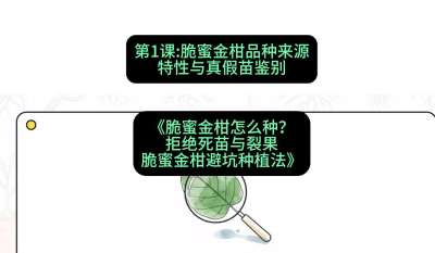 第1节：脆蜜金柑品种来源、特性与真假苗鉴别，课程：《脆蜜金柑怎么种？拒绝死苗与裂果，脆蜜金柑8步避坑种植法》#识农AI