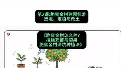 第2节：脆蜜金柑建园标准：选地、定植与改土，课程：《脆蜜金柑怎么种？拒绝死苗与裂果，脆蜜金柑8步避坑种植法》#识农AI