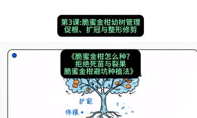 第3节：脆蜜金柑幼树管理：促根、扩冠与整形修剪，课程：《脆蜜金柑怎么种？拒绝死苗与裂果，脆蜜金柑8步避坑种植法》#识农AI