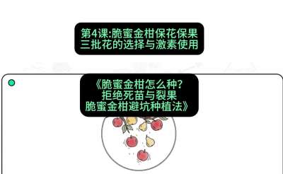 第4节：脆蜜金柑保花保果：三批花的选择与激素使用，课程：《脆蜜金柑怎么种？拒绝死苗与裂果，脆蜜金柑8步避坑种植法》#识农AI