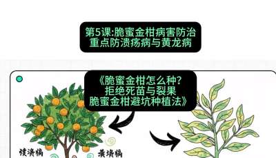 第5节：脆蜜金柑病害防治：重点防溃疡病与黄龙病，课程：《脆蜜金柑怎么种？拒绝死苗与裂果，脆蜜金柑8步避坑种植法》#识农AI