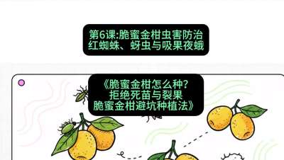 第6节：脆蜜金柑虫害防治：红蜘蛛、蚜虫与吸果夜蛾，课程：《脆蜜金柑怎么种？拒绝死苗与裂果，脆蜜金柑8步避坑种植法》#识农AI