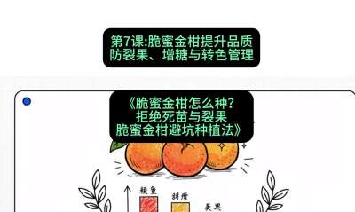 第7节：脆蜜金柑提升品质：防裂果、增糖与转色管理，课程：《脆蜜金柑怎么种？拒绝死苗与裂果，脆蜜金柑8步避坑种植法》#识农AI
