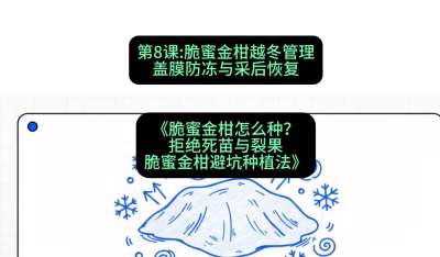 第8节：脆蜜金柑越冬管理：盖膜防冻与采后恢复，课程：《脆蜜金柑怎么种？拒绝死苗与裂果，脆蜜金柑8步避坑种植法》#识农AI