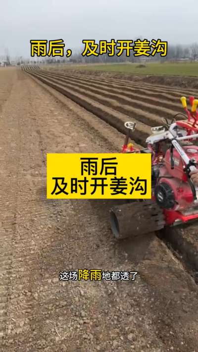 雨后，及时开姜沟！
