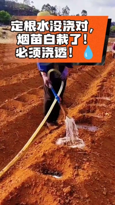 烤烟移栽定根水这么浇，烟苗稳活不僵苗！水里加点它，缓苗快、长势壮，种烟新手必看！