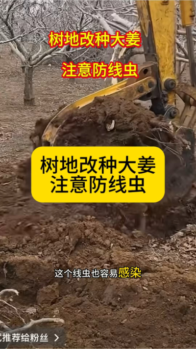 树地改种大姜，注意防线虫！