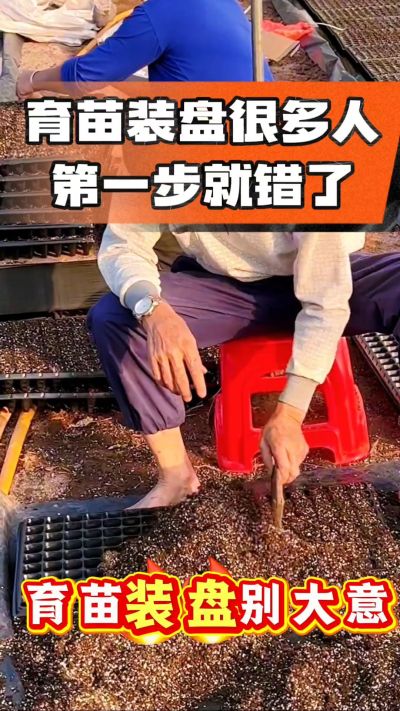 烤烟育苗基质装盘，一步做对，出苗整齐又壮苗！装盘技巧记牢，少走弯路，育苗更省心