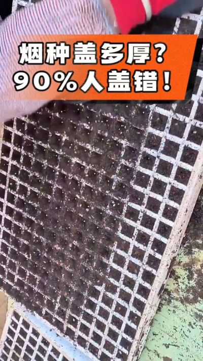 烟种盖多厚？90%烟农都盖错！薄盖才出苗齐、不闷种，烤烟育苗关键一步，照着做就对了