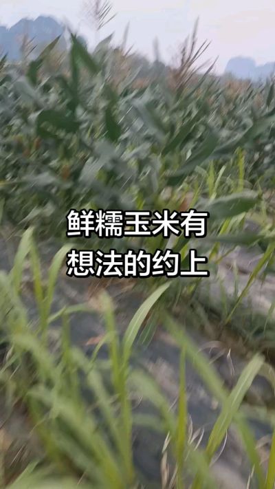 农户种植的白糯玉米大量上市，助农帮农在行动