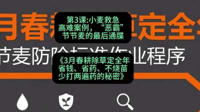 第3节：小麦救急高难案例，&ldquo;恶霸&rdquo;节节麦的最后通牒，课程：《3月春耕除草定全年：省钱、省药、不烧苗、少打两遍药的秘密》
