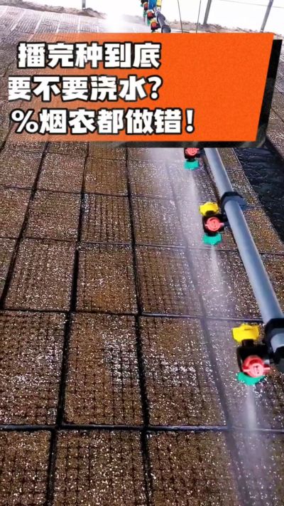 烤烟播完种一定要浇透底水，喷雾慢浇、别大水冲，盘底漏水才算到位，出苗又齐又壮！#烤烟育苗 #烤烟种植 #烟农干货 #育苗技术
