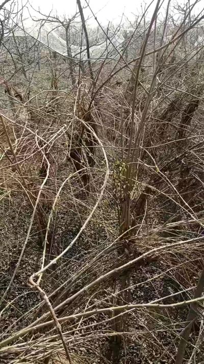 出售药用连翘苗，科研五号优质种苗，2/5年苗，药用连翘树，挂果树，全国包邮到家！财富密码18534302961