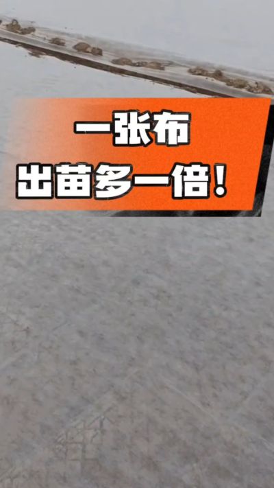 烤烟育苗盖无纺布，保温保湿出苗齐，不烂种、出苗快，烟农必备小技巧！