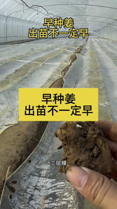 早种姜，出苗不一定早！