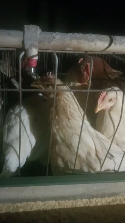 这鸡群在怪叫，怪叫的原因是痰化黏着，形成的比呼噜更重的一种呼吸道。其病因为肺中有热，热灼而痰黏，从而引起的怪叫。