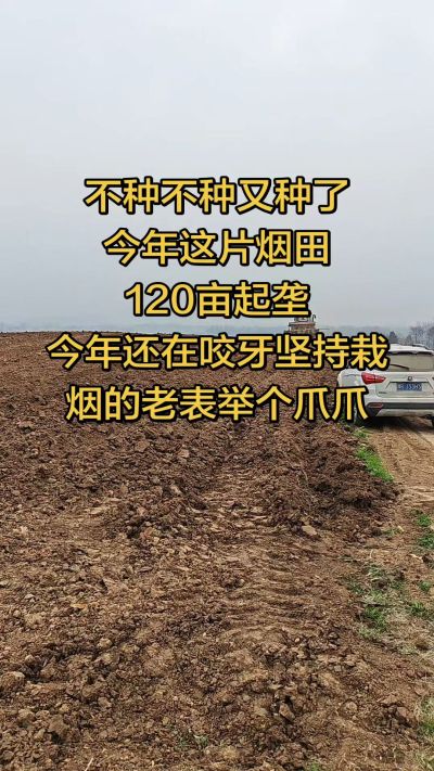 不种不种又种啦，还在咬牙坚持栽烟的老表集合啦！