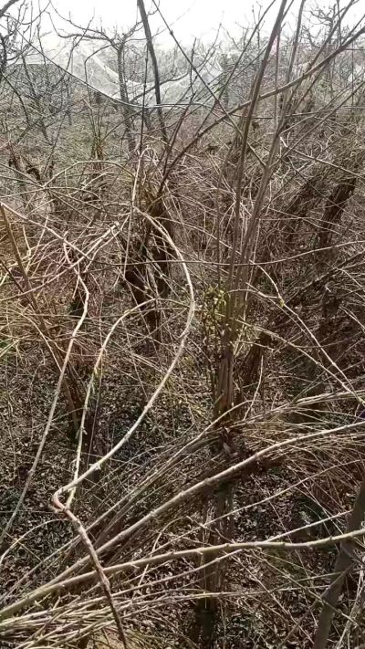 药用连翘苗，科研种苗定制树。挂果树。需要联系18534302961