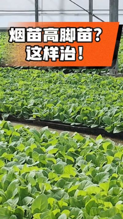 烤烟齐苗期管理关键：精准控温，防高脚苗，培育壮苗好上手！