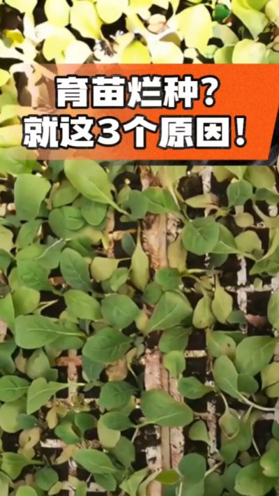 烤烟育苗烂种？3个原因讲清楚！消毒、控水、控温，做到就苗齐苗壮🔥
#烤烟育苗 #烤烟种植 #烂种防治 #烟农