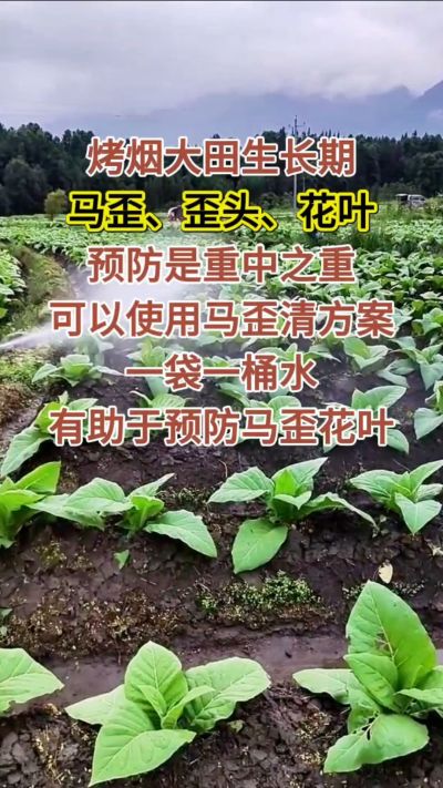 烤烟大田生长期，马歪歪头花叶预防是重中之重，可以使用马歪清方案，一袋一桶水，有助于预防马歪花叶。
烤烟管理早做一步，后期少操心！#烤烟种植#烤烟管理#烤烟大田管理#烤烟病害防治